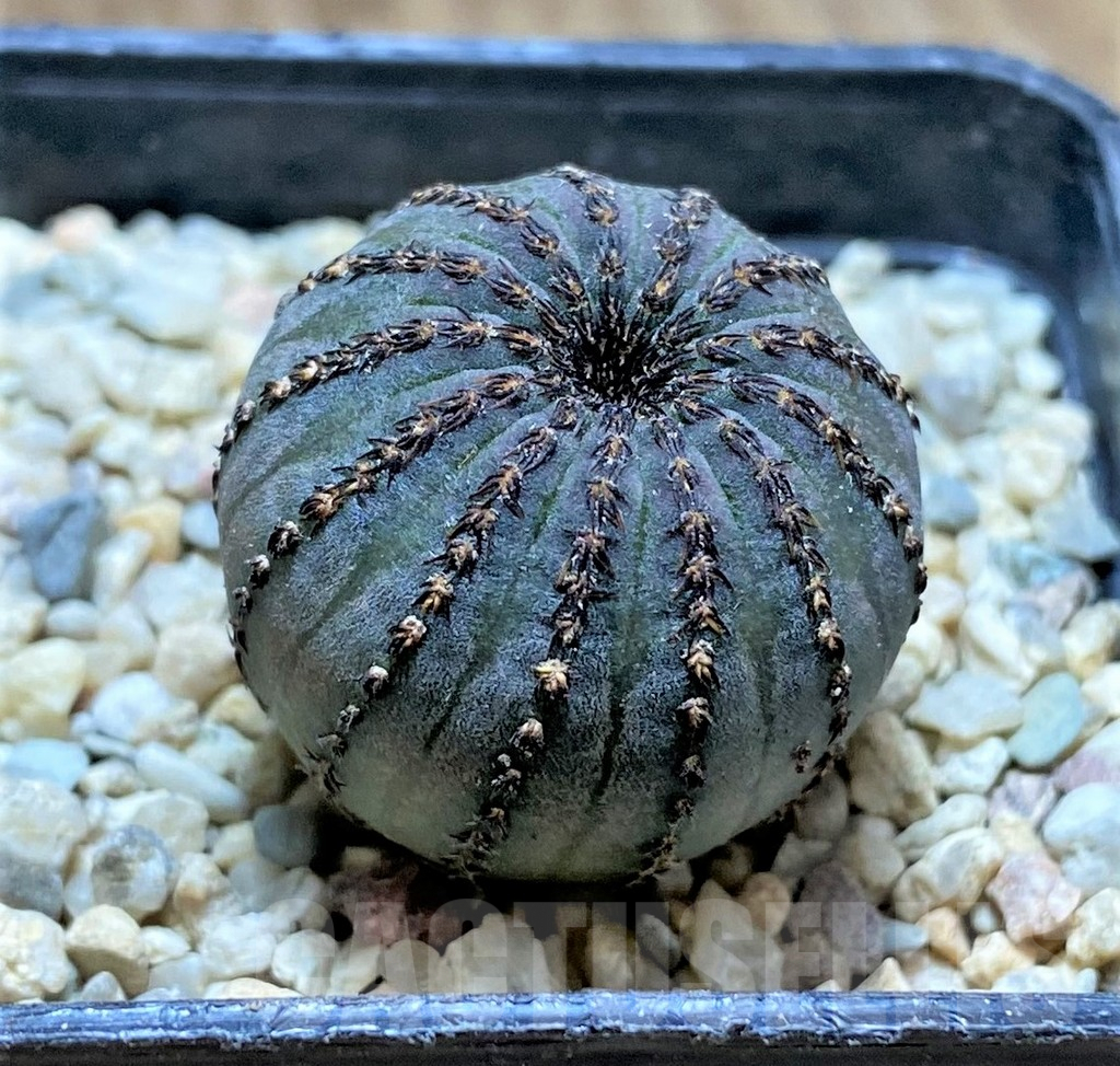 SHPR32890 Frailea asterioides – Image 2