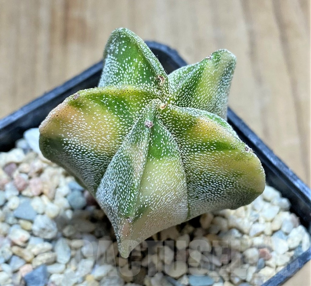 SHPR32891 Astrophytum myriostigma f. variegata