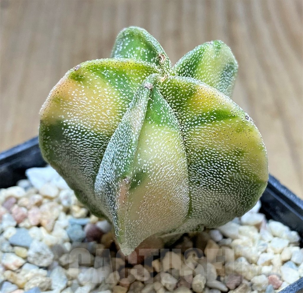 SHPR32891 Astrophytum myriostigma f. variegata - Image 2