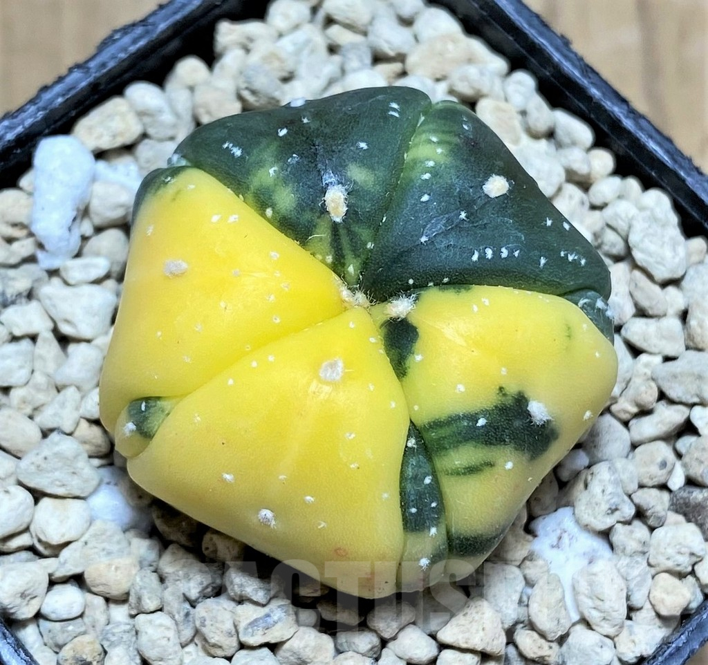 SHPR32894 Astrophytum asterias f. variegata, 5 ribs
