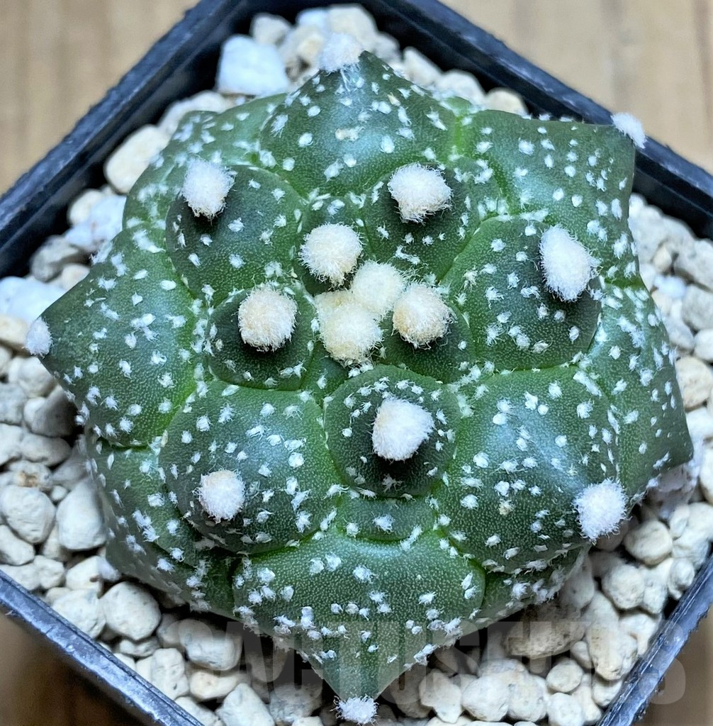 SHPR32897 Astrophytum asterias 'Kikko' - Imagen 2