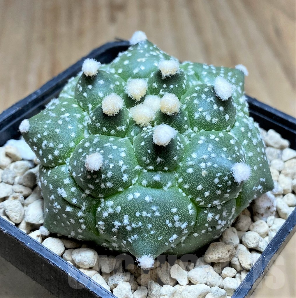 SHPR32897 Astrophytum asterias 'Kikko'