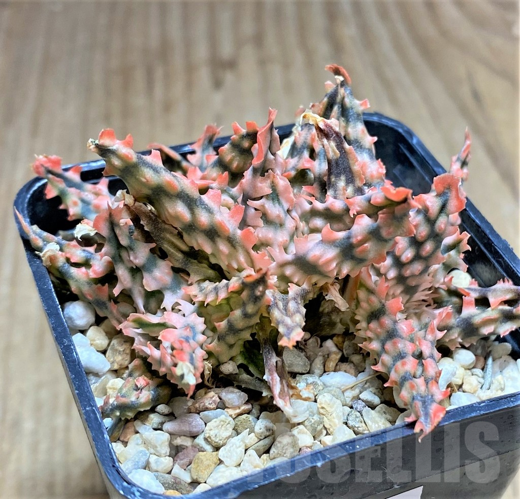 SHPR32905 Aloe TCT hybrid