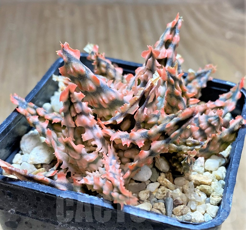 SHPR32905 Aloe TCT hybrid – Bild 2