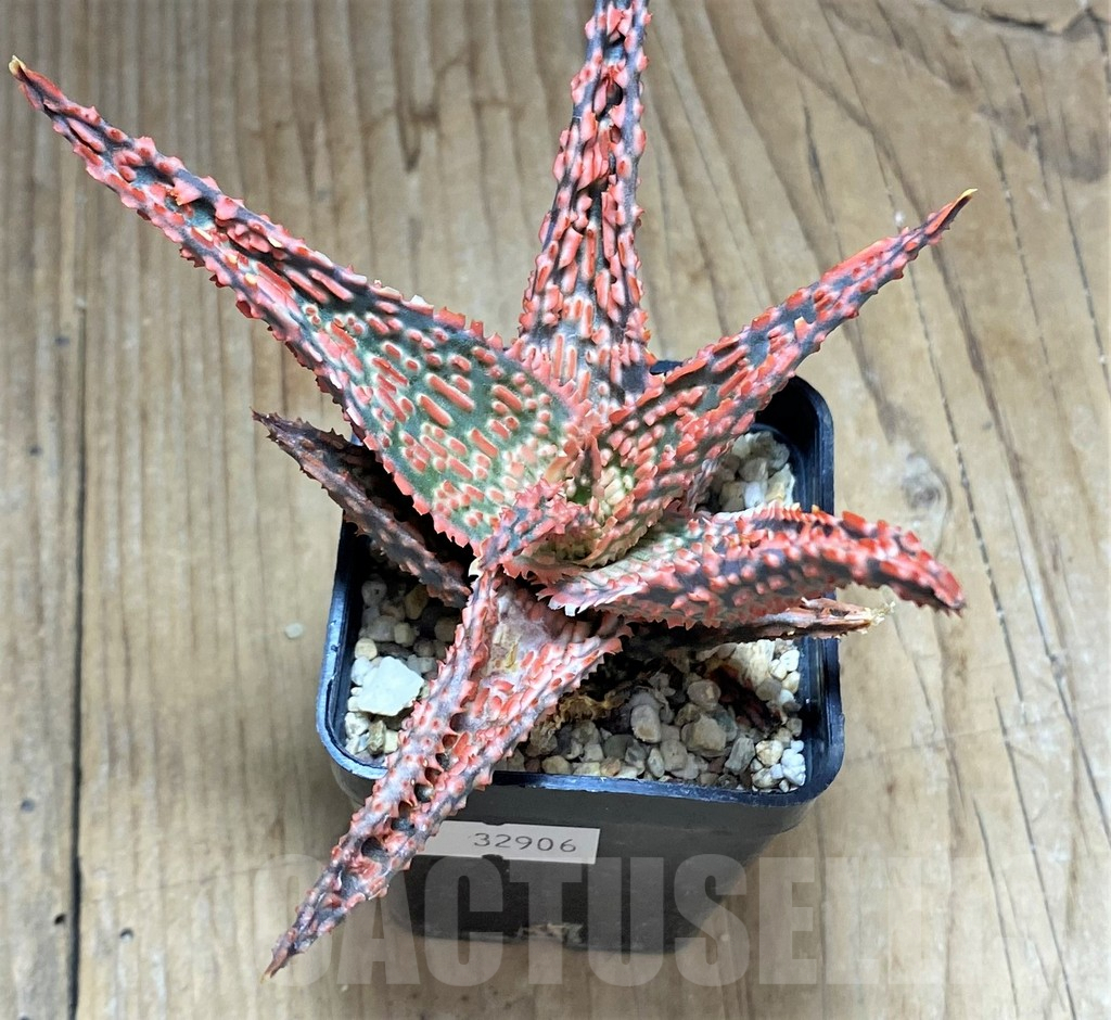 SHPR32906 Aloe TCT hybrid - Image 2