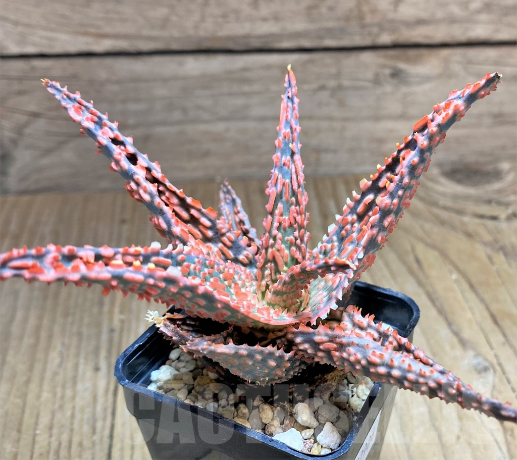 SHPR32906 Aloe TCT hybrid