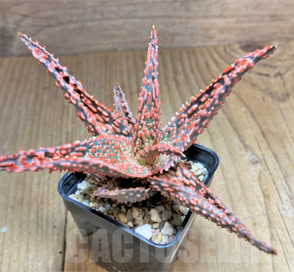 SHPR32906 Aloe TCT hybrid - Image 3