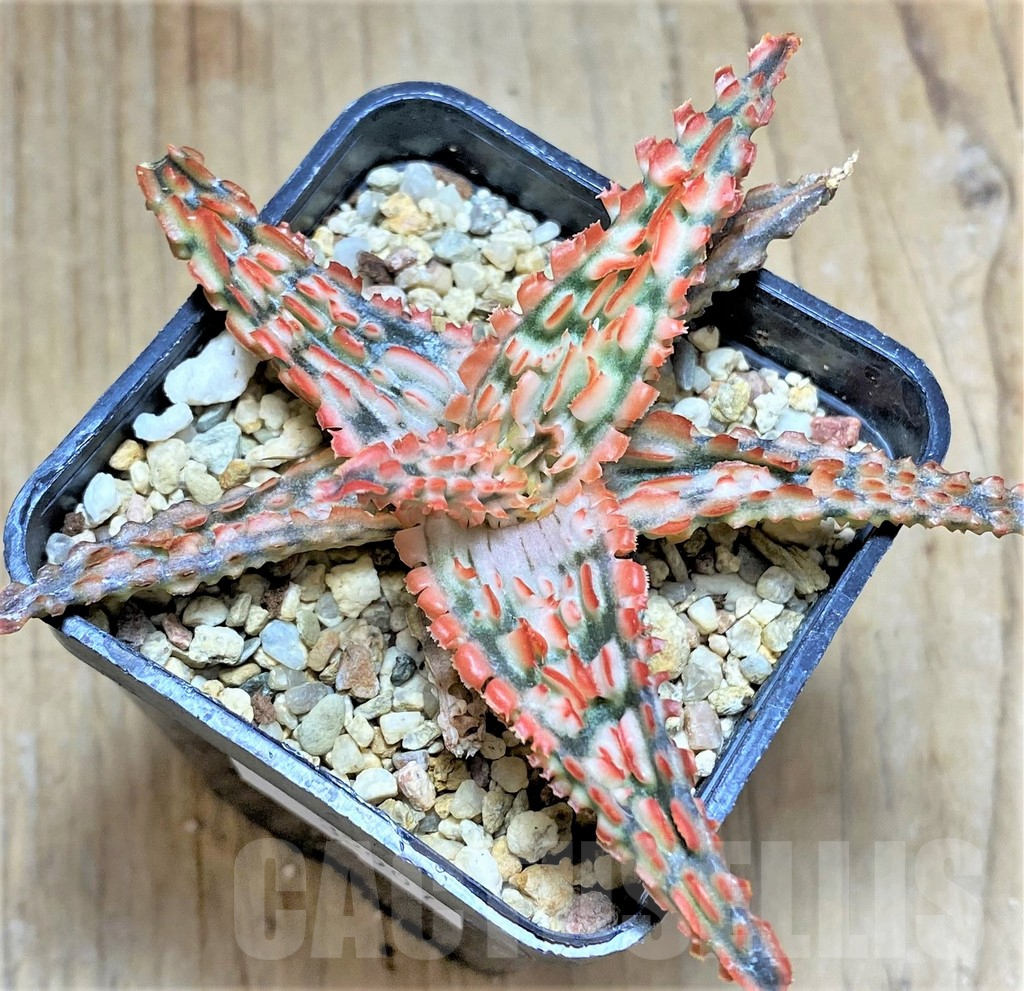 SHPR32907 Aloe TCT hybrid – Bild 2