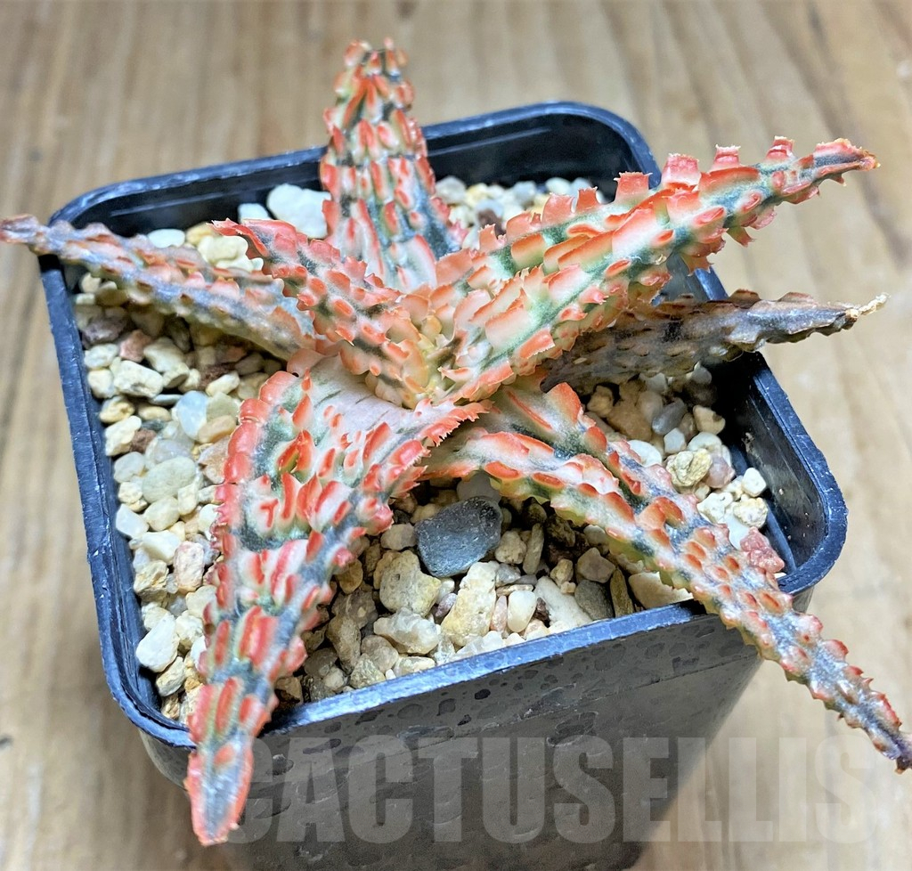 SHPR32907 Aloe TCT hybrid