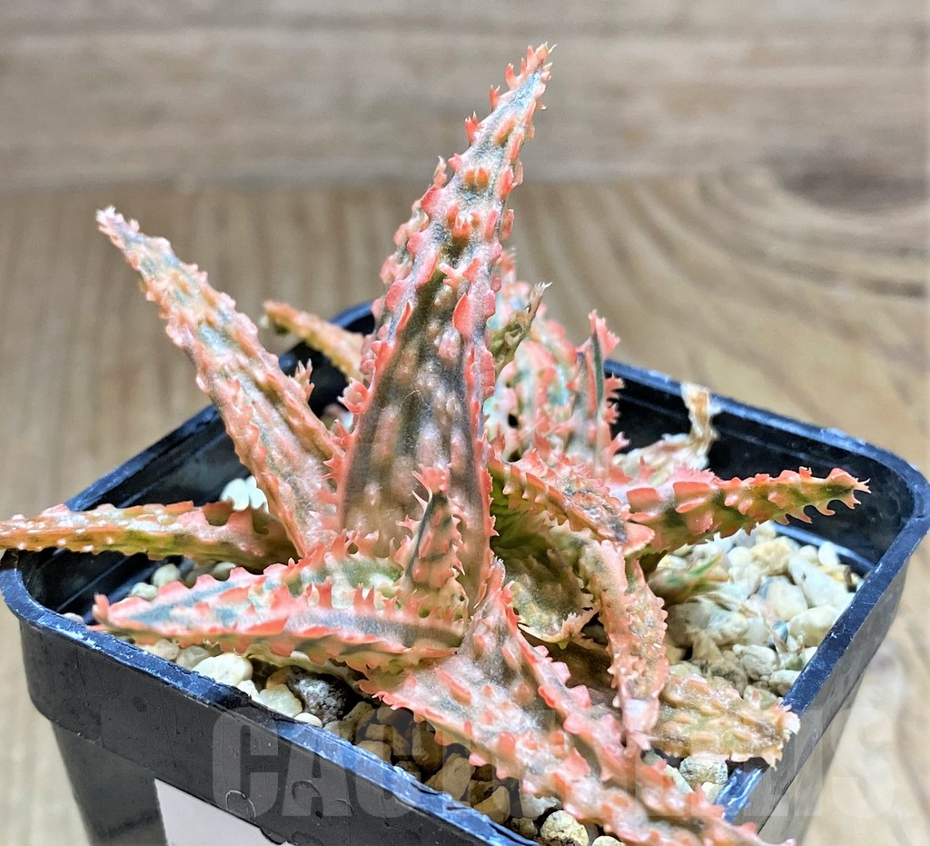 SHPR32908 Aloe TCT hybrid – Bild 2