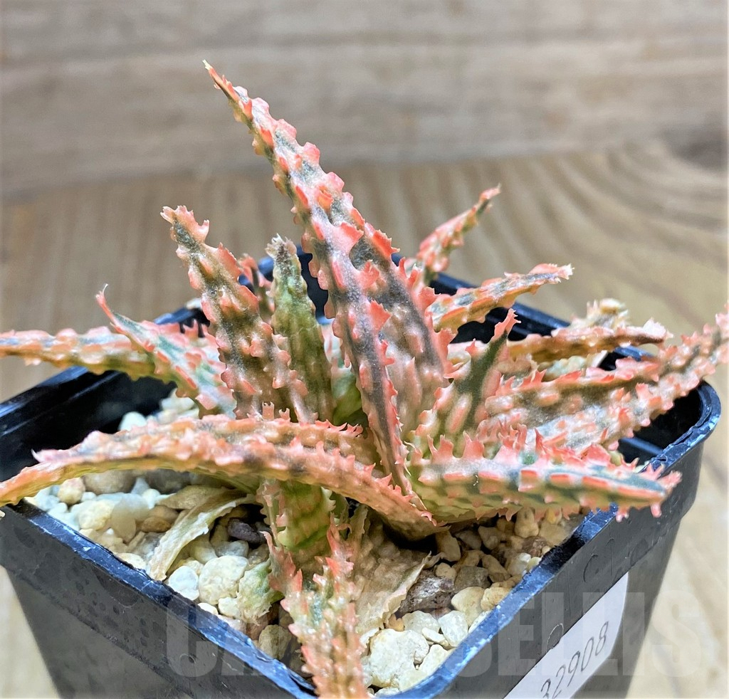 SHPR32908 Aloe TCT hybrid