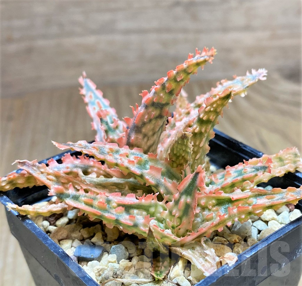 SHPR32908 Aloe TCT hybrid – Bild 3