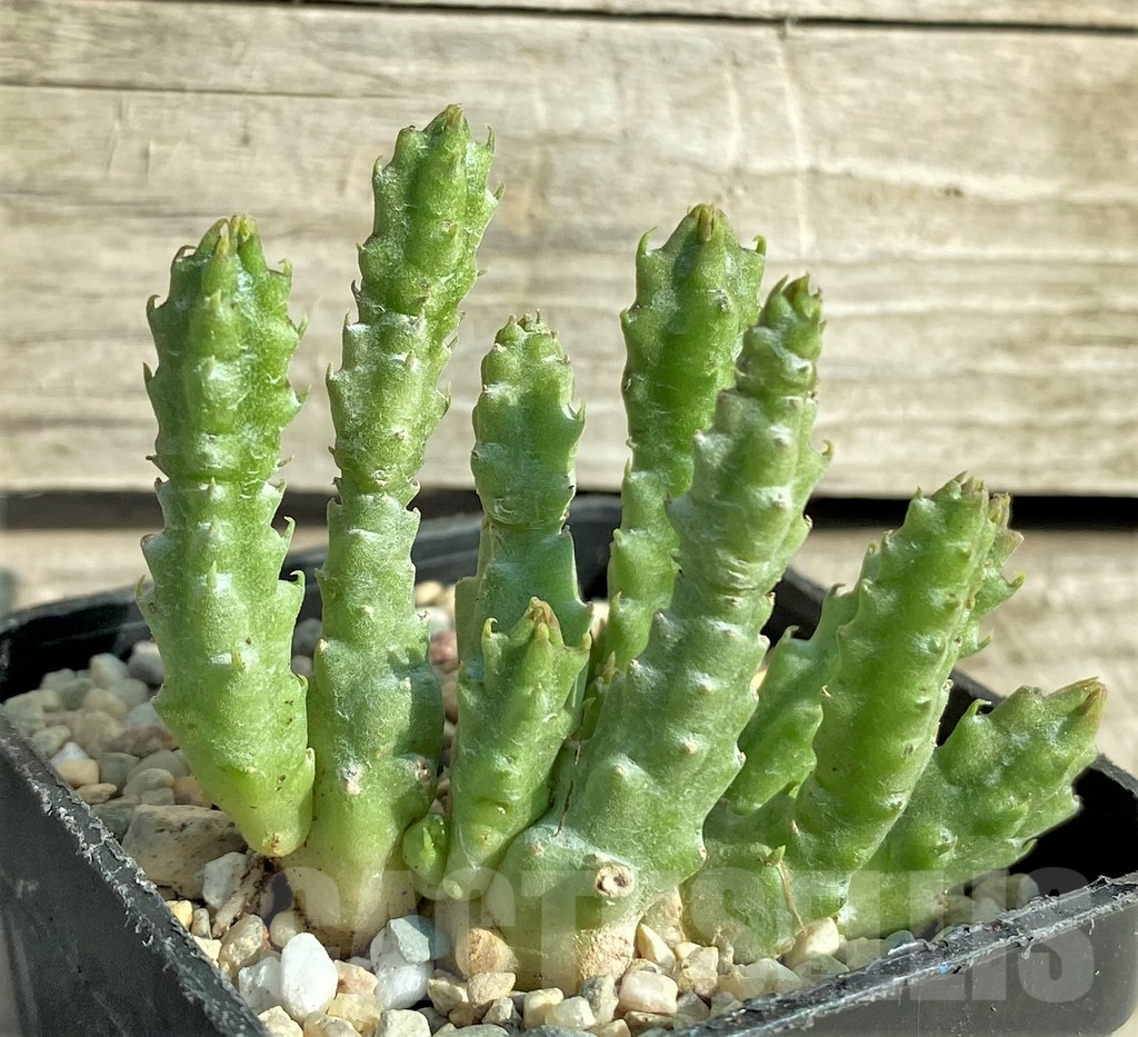 SHPR32971 Stapelia parvula