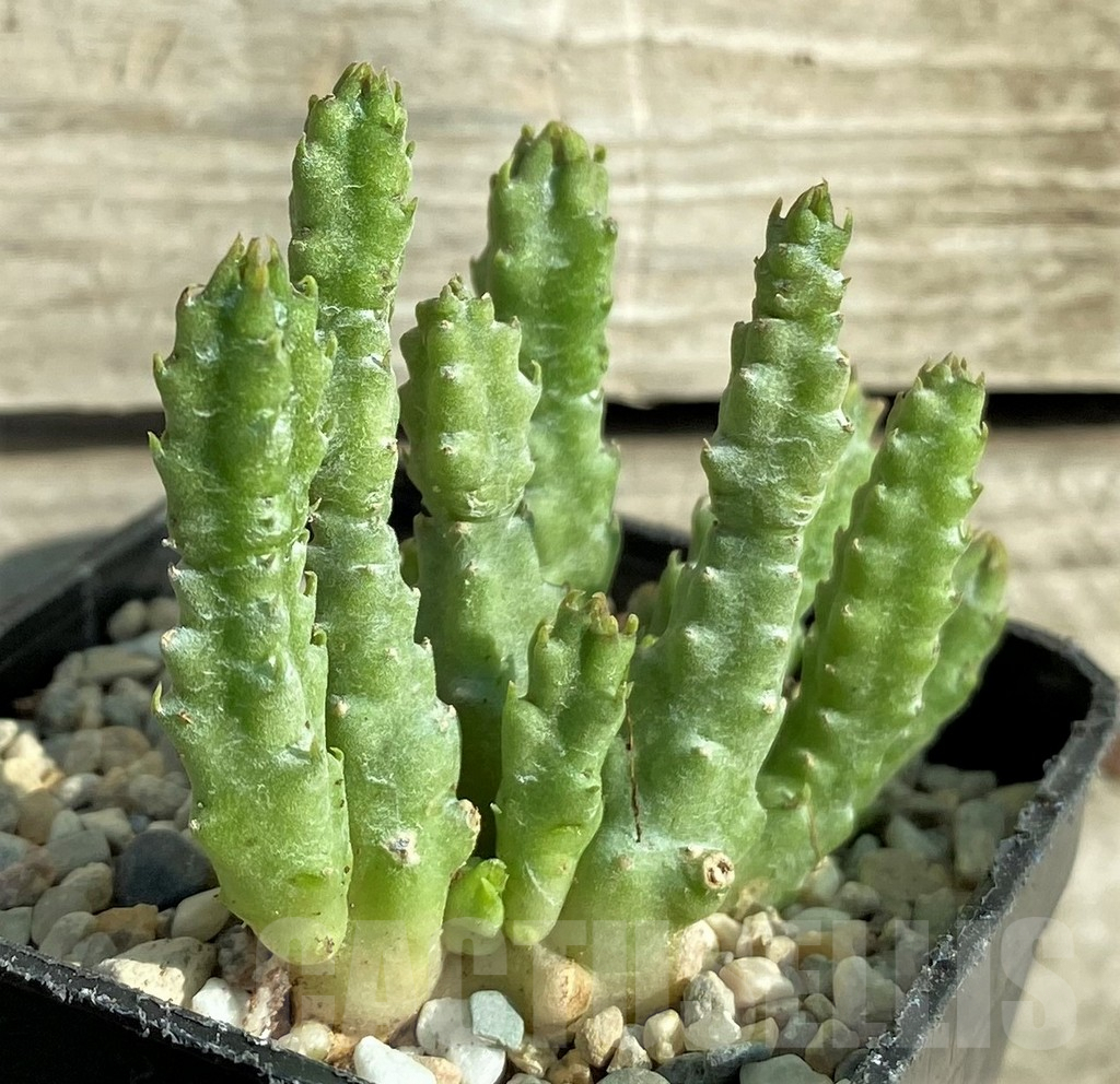 SHPR32971 Stapelia parvula - Image 2