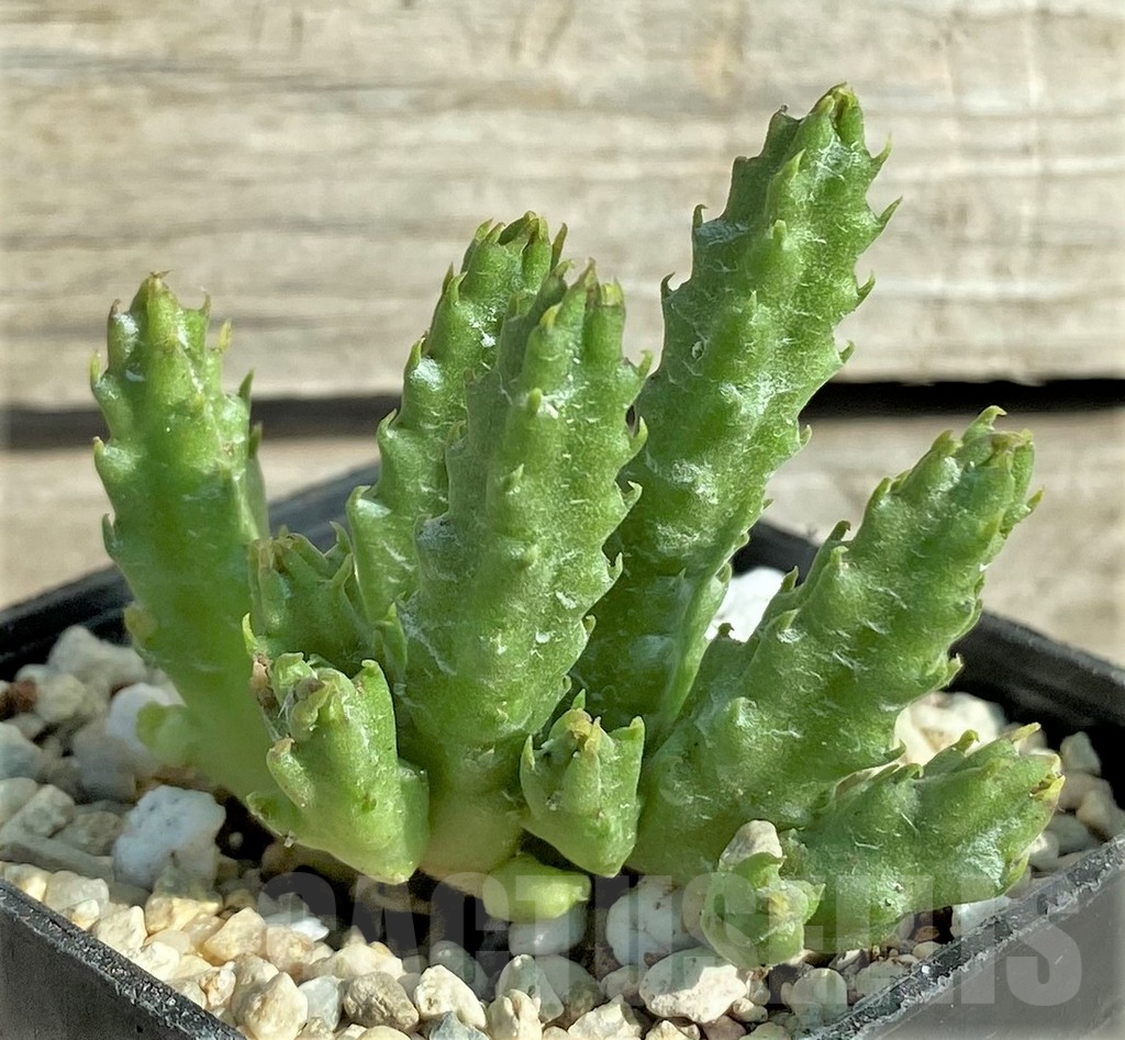 SHPR32974 Stapelia parvula - Image 2