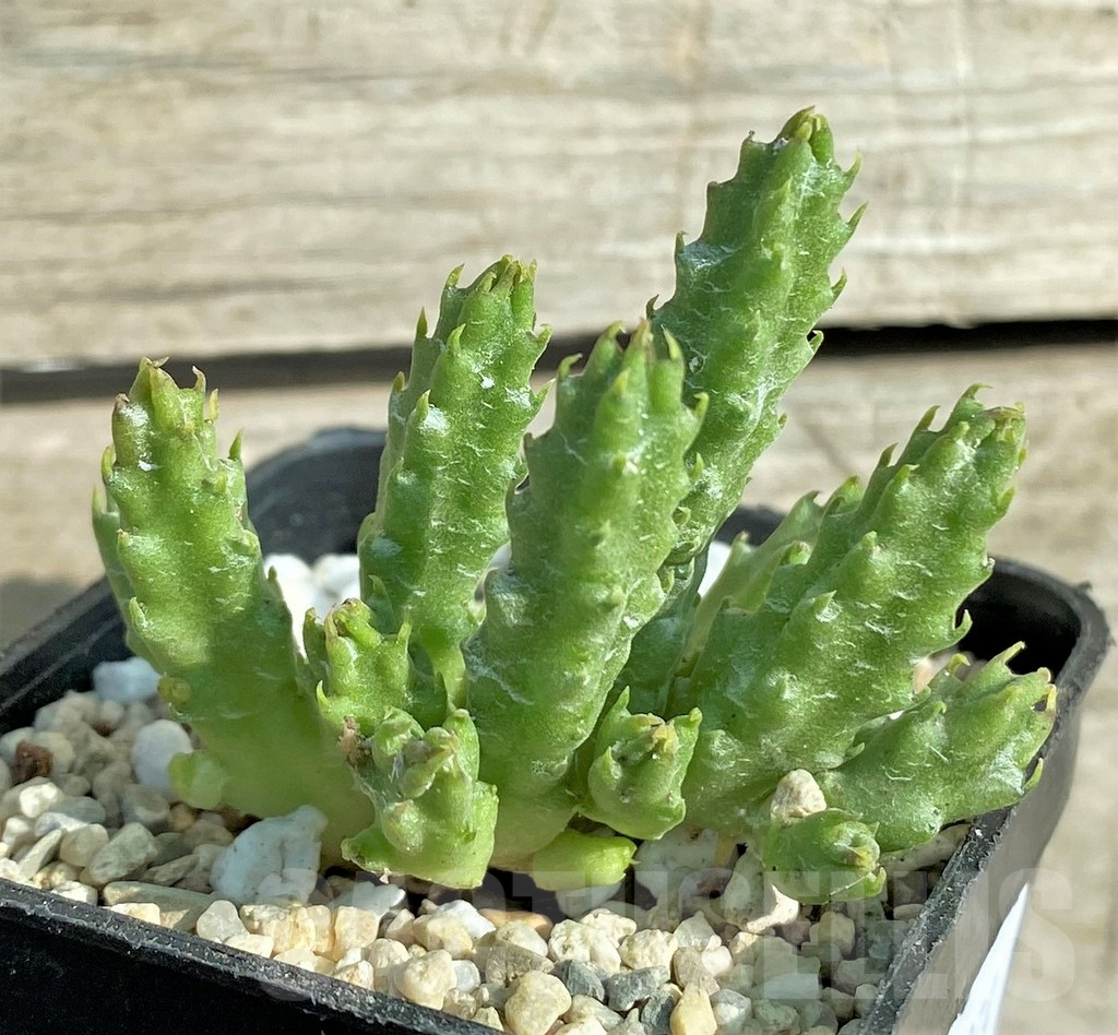 SHPR32974 Stapelia parvula