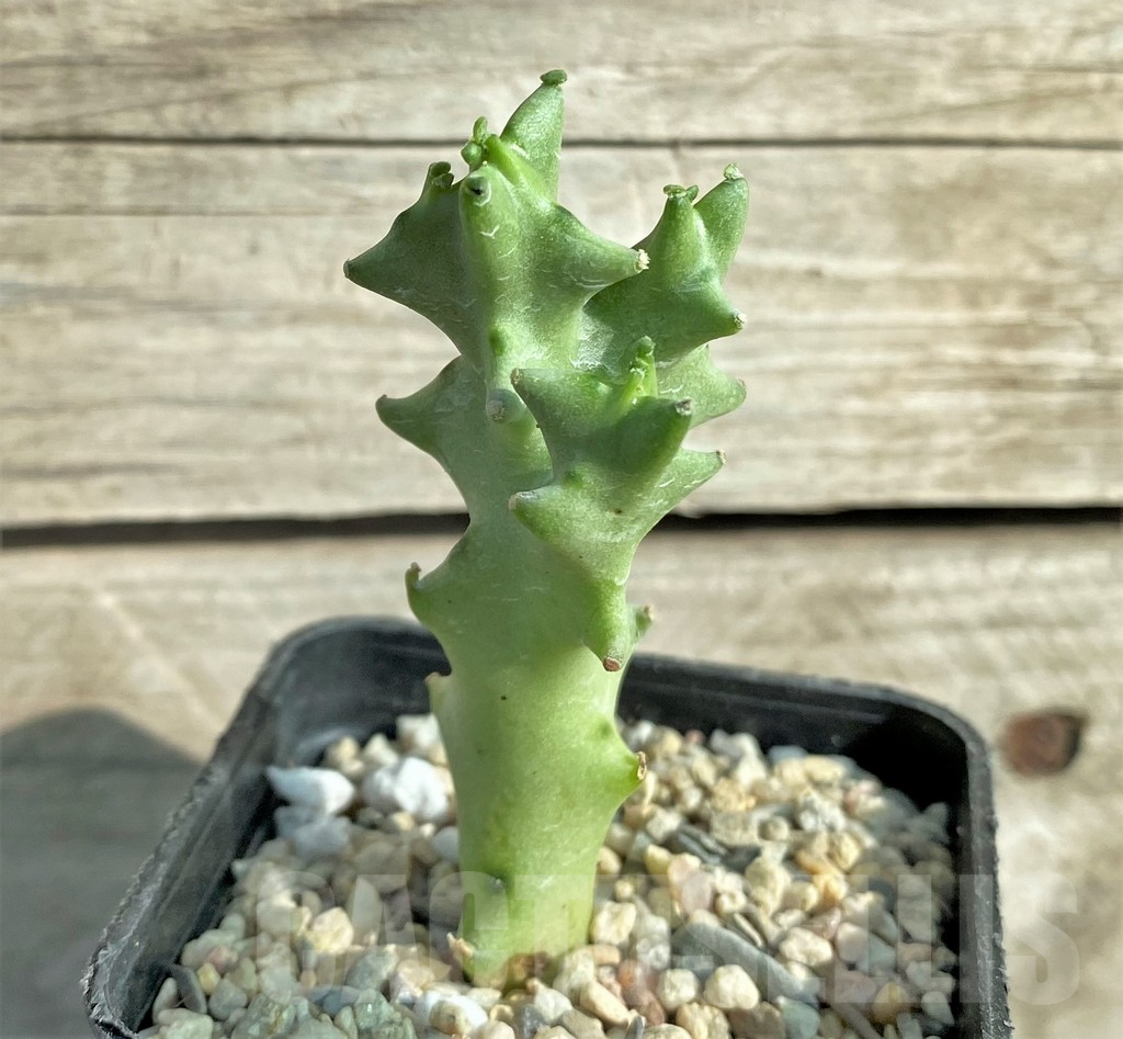 SHPR32975 Caralluma socotrana