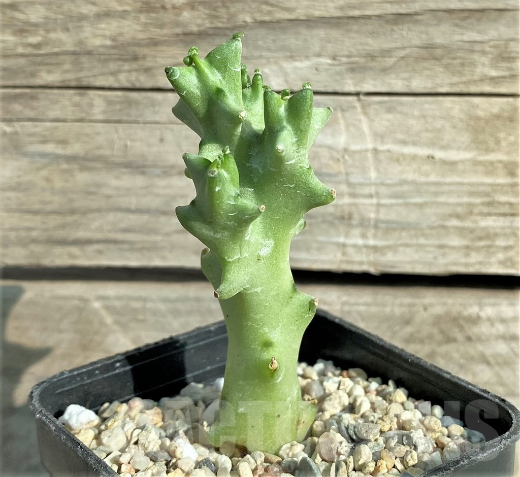 SHPR32975 Caralluma socotrana - Image 2