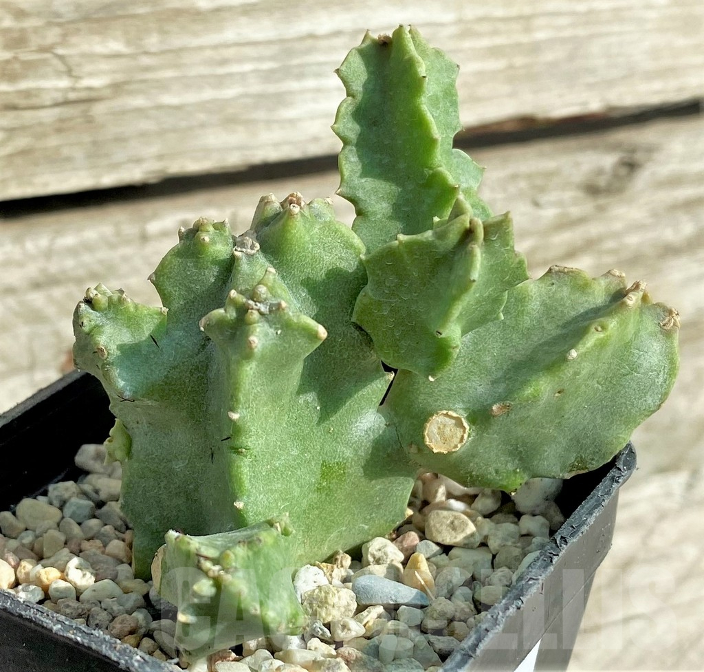 SHPR32990 Caralluma europaea