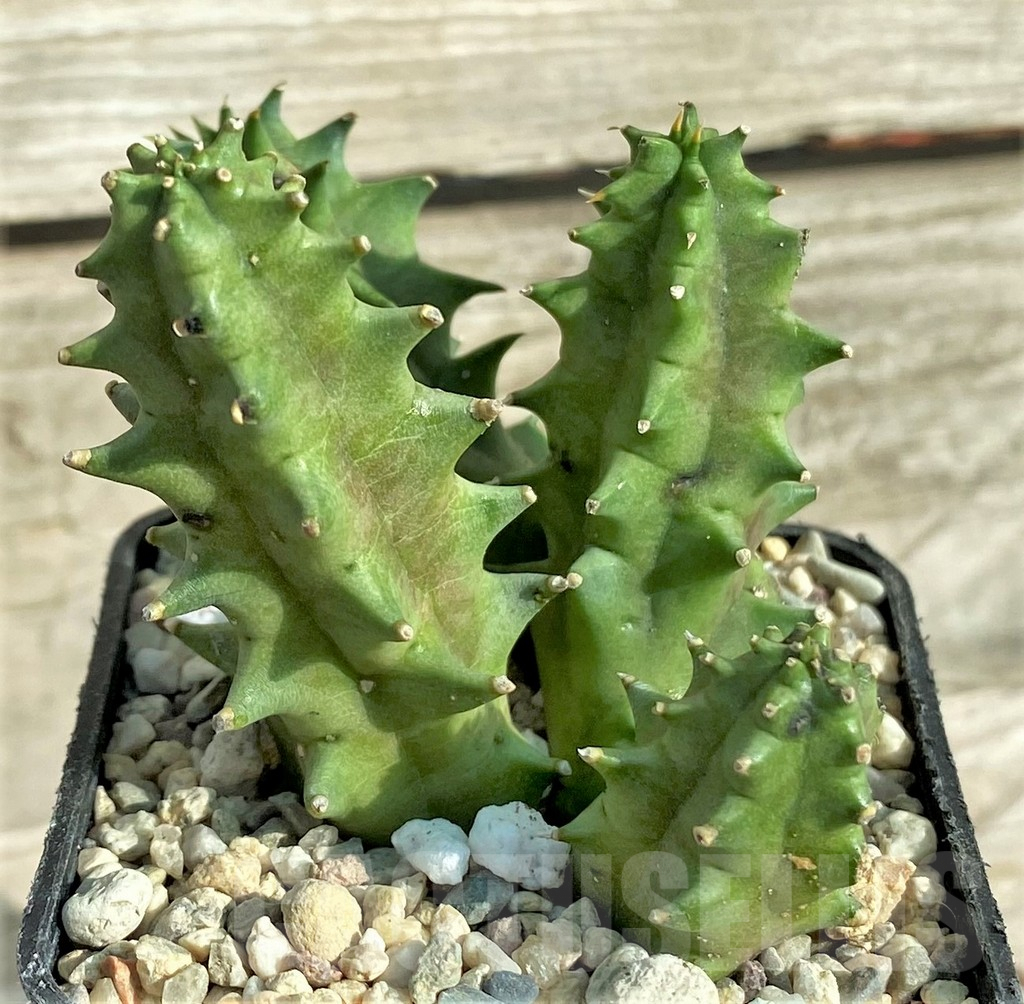 SHPR32993 Huernia hystrix hybrid - immagine 3