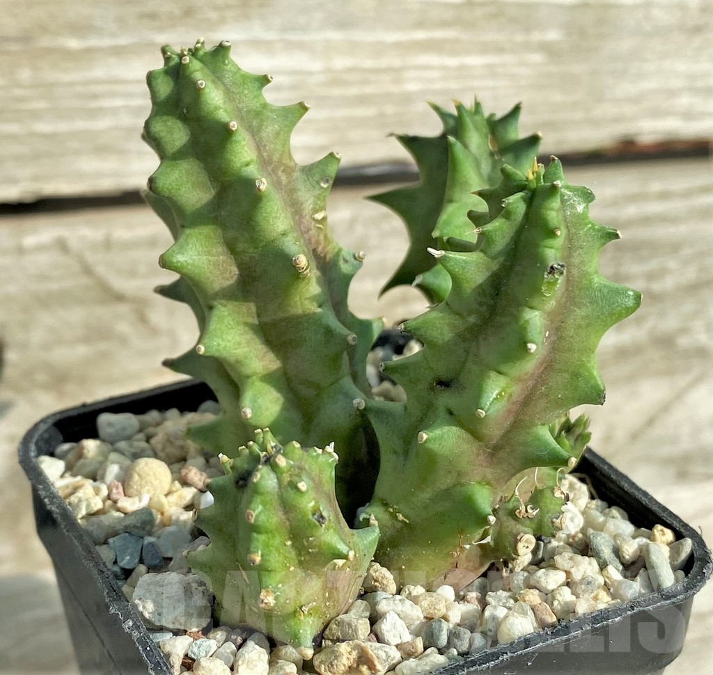 SHPR32993 Huernia hystrix hybrid - immagine 2