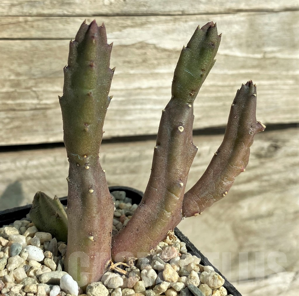 SHPR32997 Stapelia schinzii