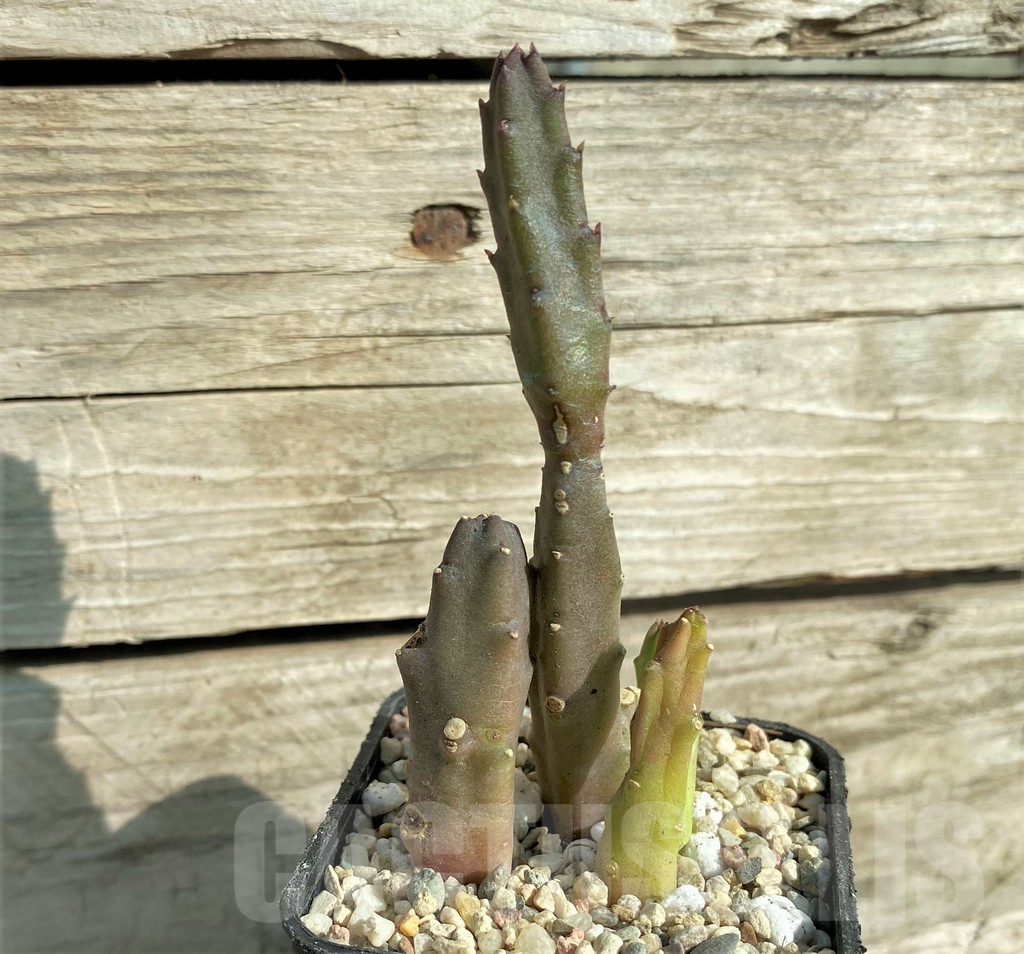 SHPR32998 Stapelia schinzii - Obrázek 2