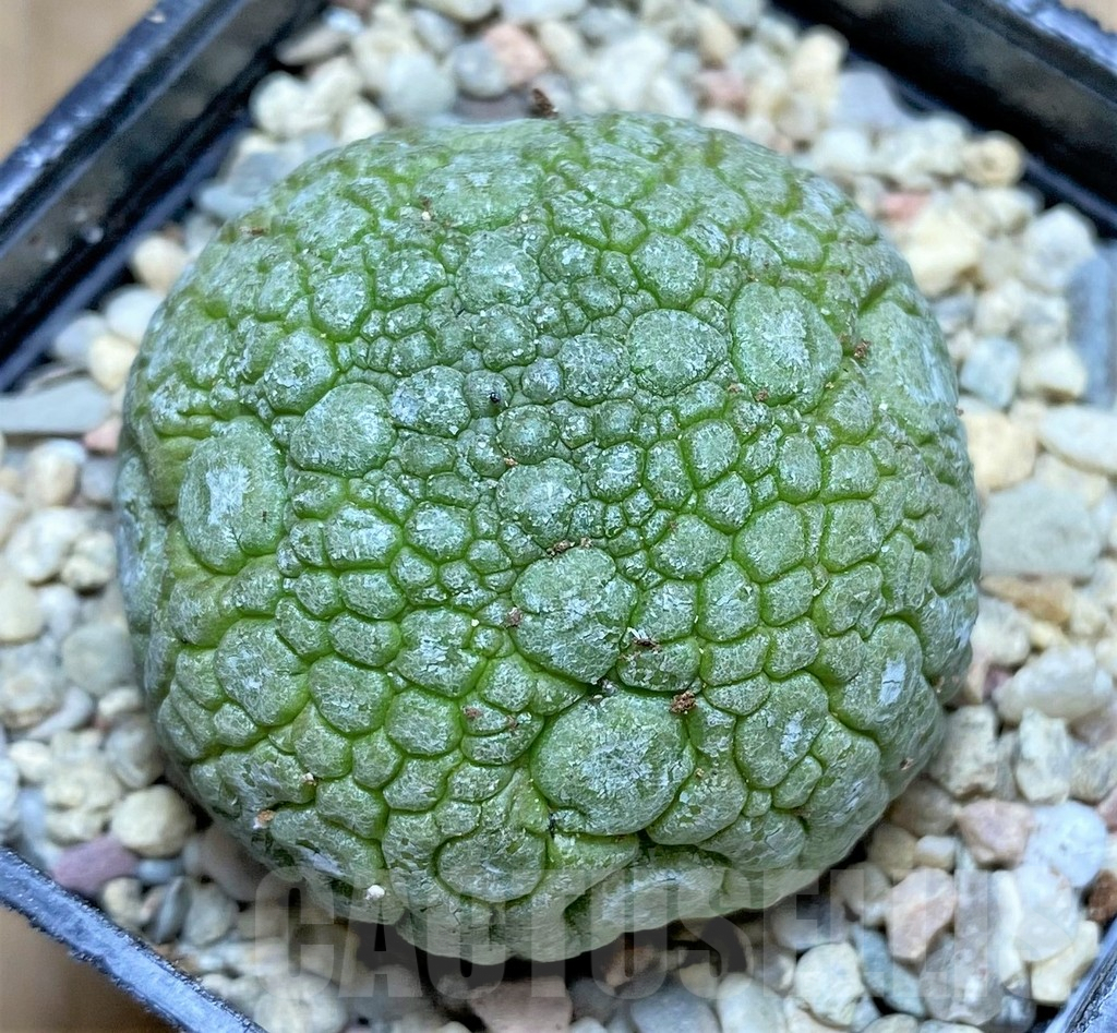 SHPR33009 Pseudolithos migiurtinus
