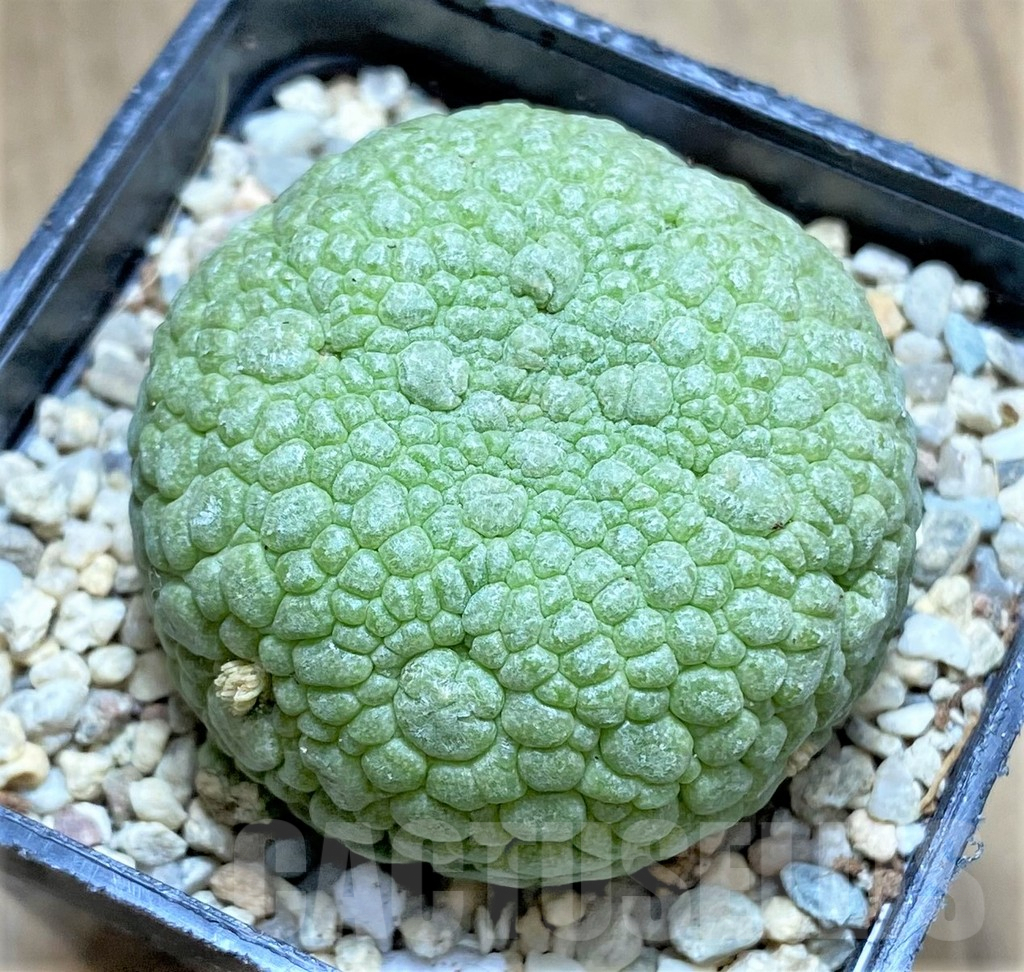 SHPR33014 Pseudolithos migiurtinus