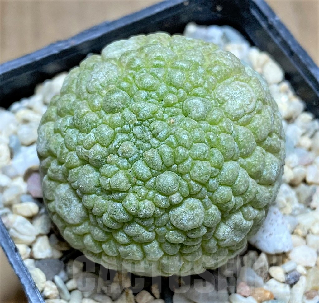 SHPR33018 Pseudolithos migiurtinus