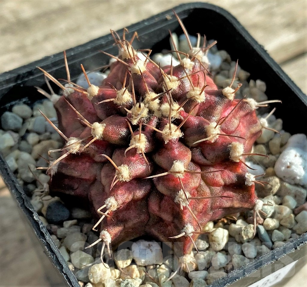 SHPR33083 Gymnocalycium mihanovichii 'Ma-Junh ka'