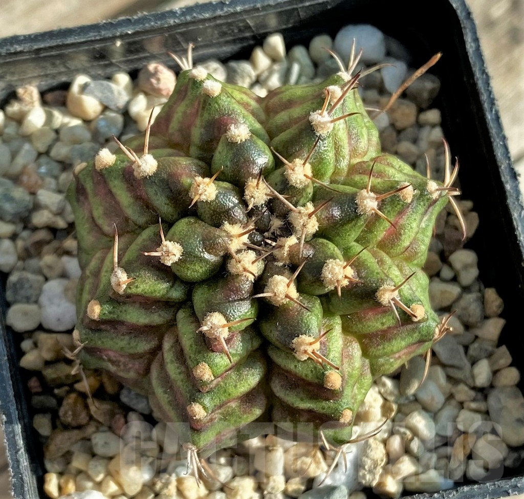 SHPR33084 Gymnocalycium mihanovichii T-rex