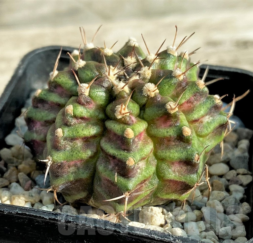 SHPR33084 Gymnocalycium mihanovichii T-rex - Image 2