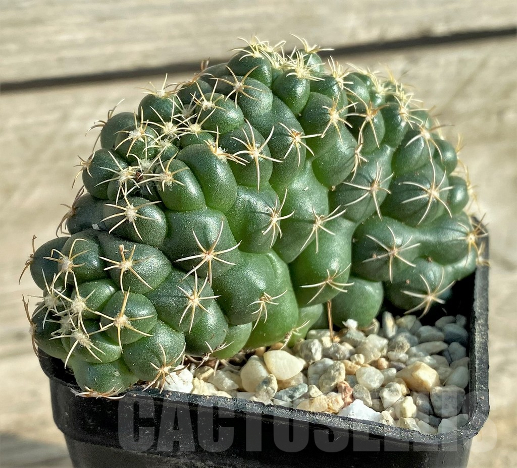 SHPR33085 Coryphantha elephantidens f. cristata