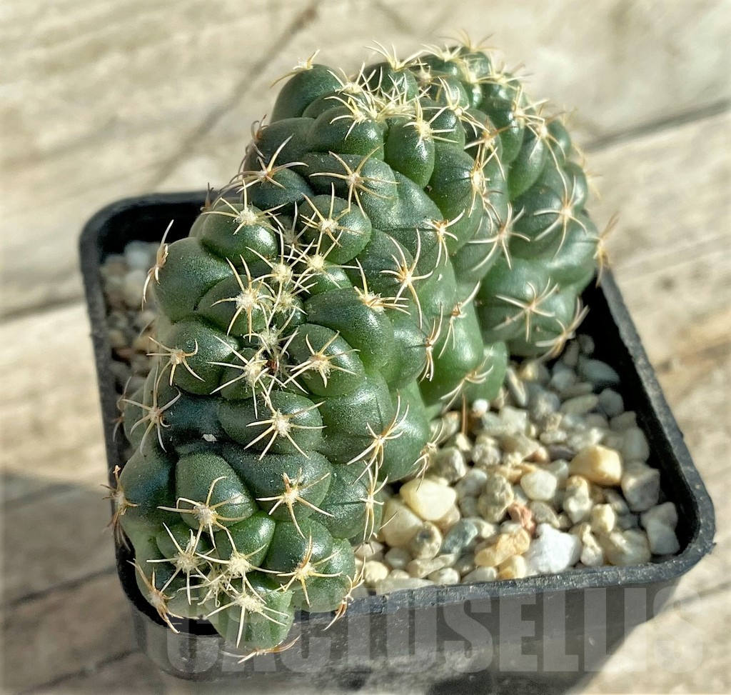 SHPR33085 Coryphantha elephantidens f. cristata - Image 2