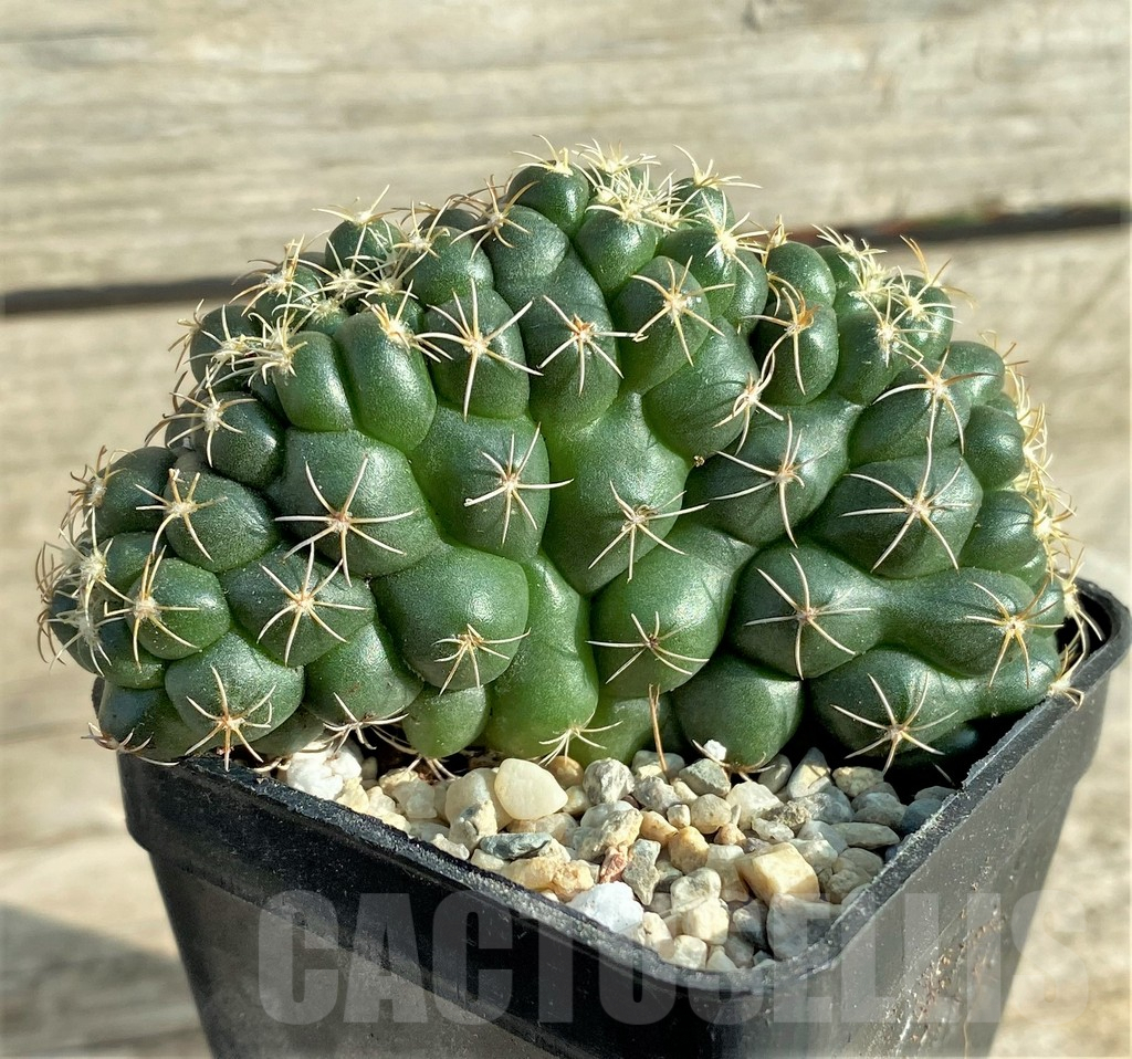SHPR33085 Coryphantha elephantidens f. cristata - Image 3