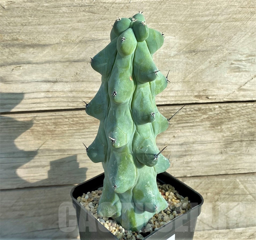 SHPR33086 Myrtillocactus geometrizans 'Fukurokuryuzinboku' - Image 3