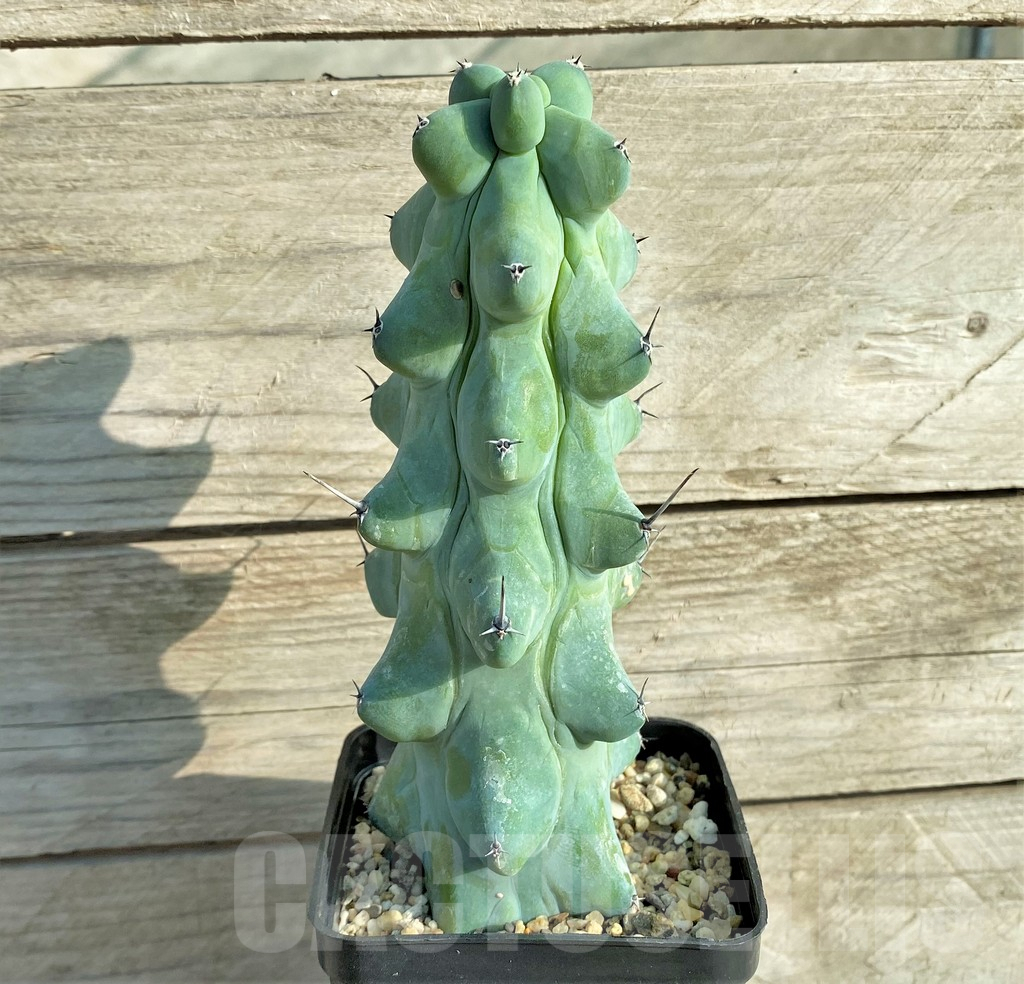 SHPR33086 Myrtillocactus geometrizans 'Fukurokuryuzinboku' - Image 2