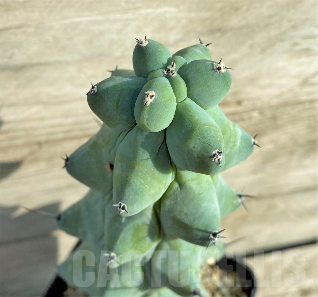 SHPR33086 Myrtillocactus geometrizans 'Fukurokuryuzinboku'