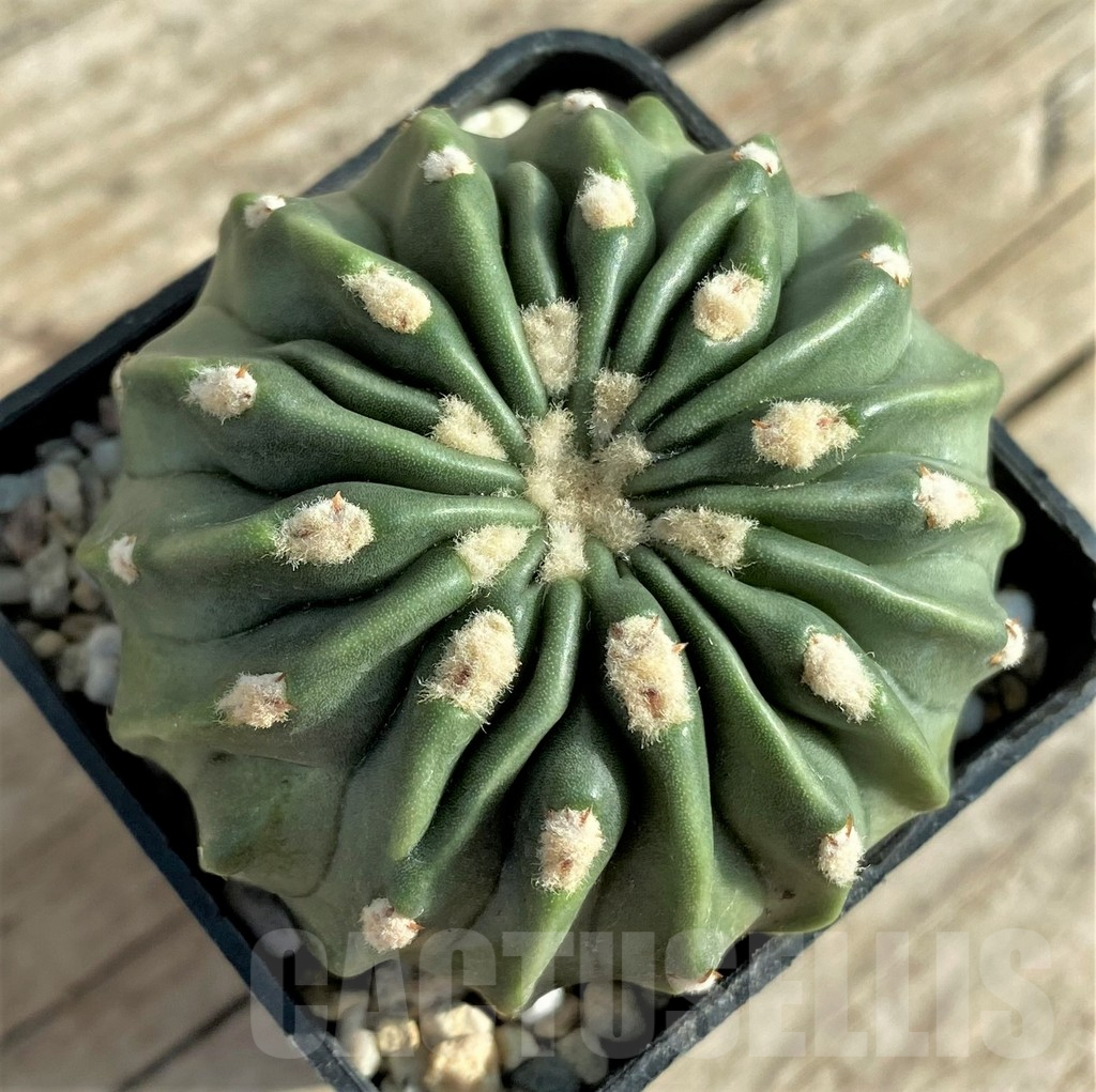 SHPR33087 Echinocactus texensis 'inermis'