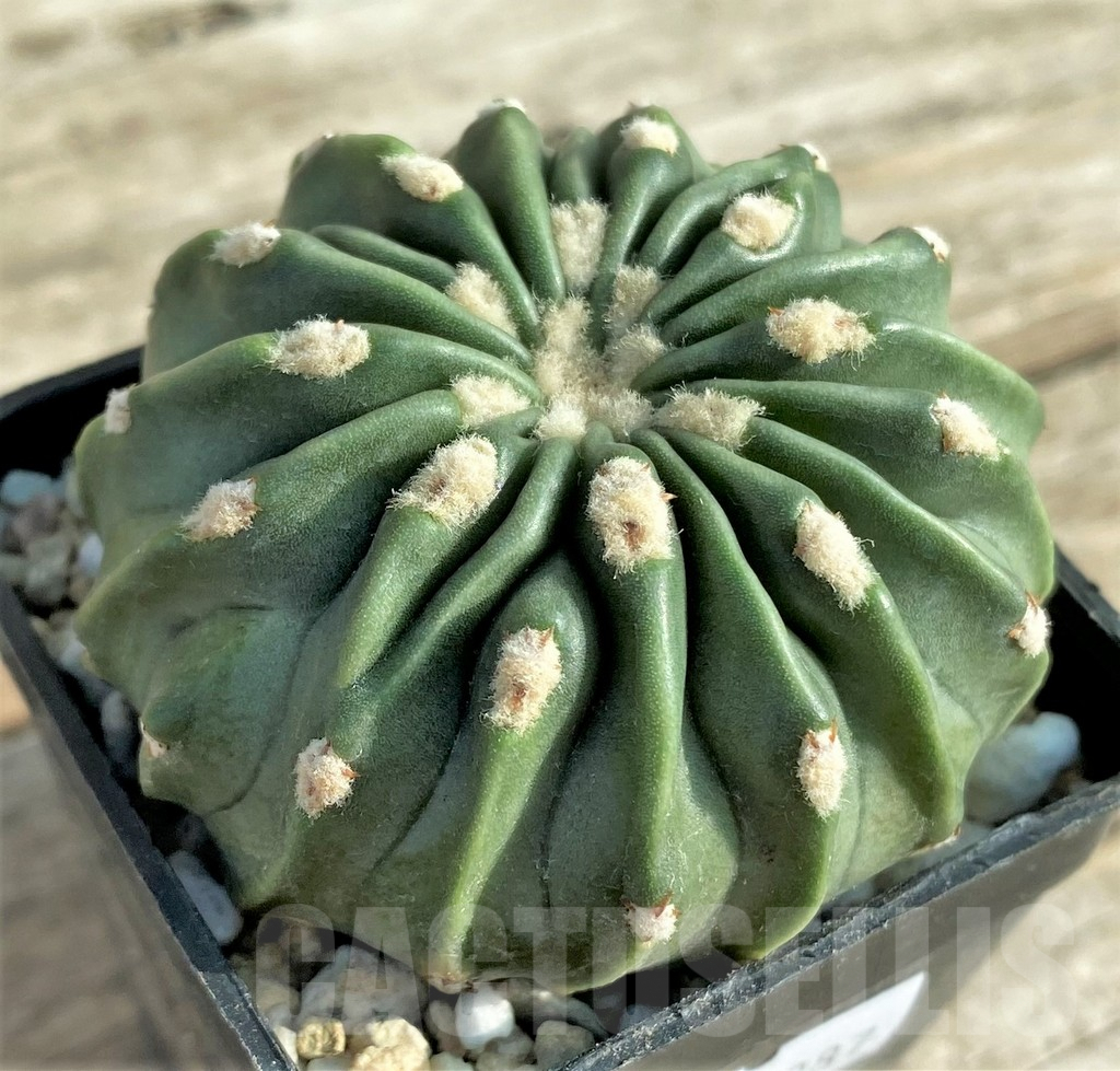 SHPR33087 Echinocactus texensis 'inermis' - Image 2