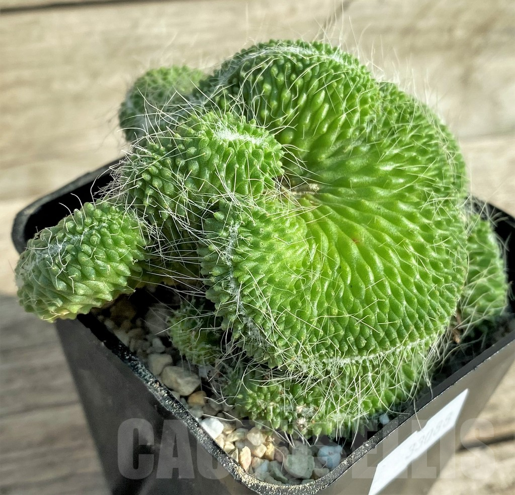 SHPR33088 Mammillaria ‘Un Pico’ f. cristata - Image 2