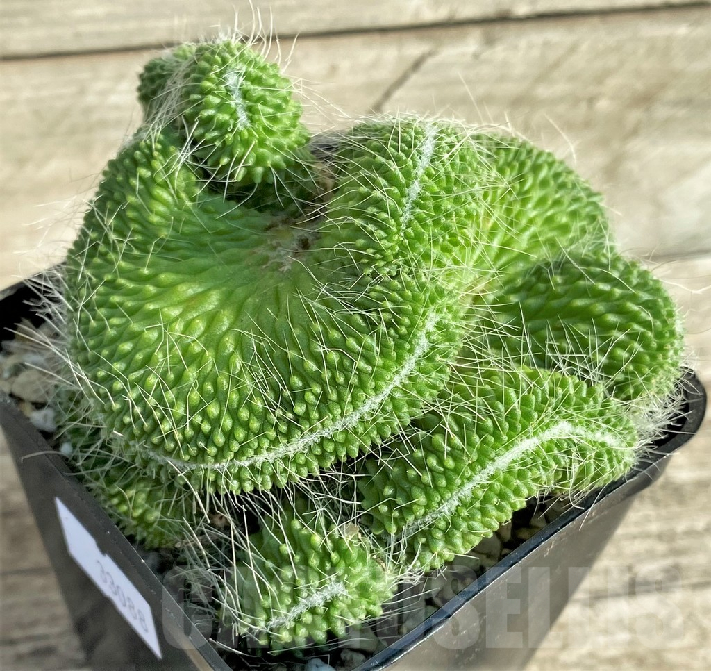 SHPR33088 Mammillaria ‘Un Pico’ f. cristata