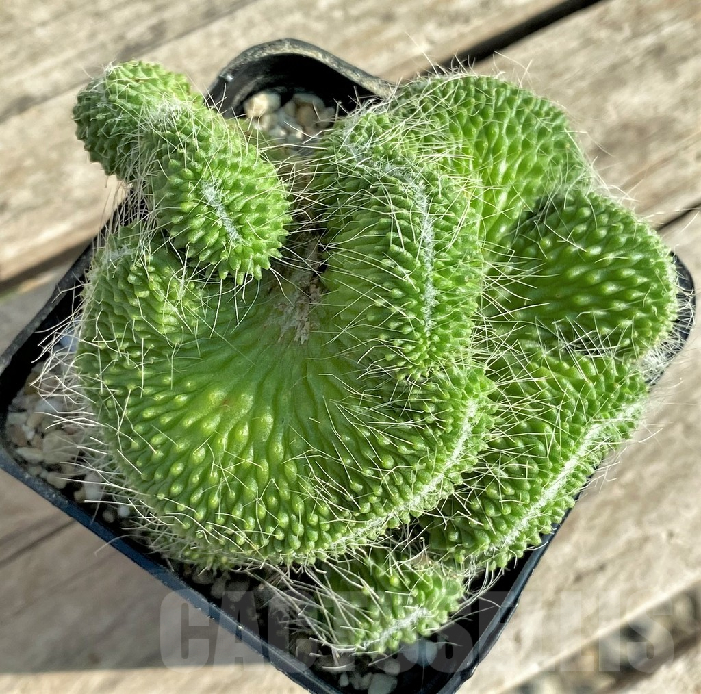 SHPR33088 Mammillaria ‘Un Pico’ f. cristata - Image 3