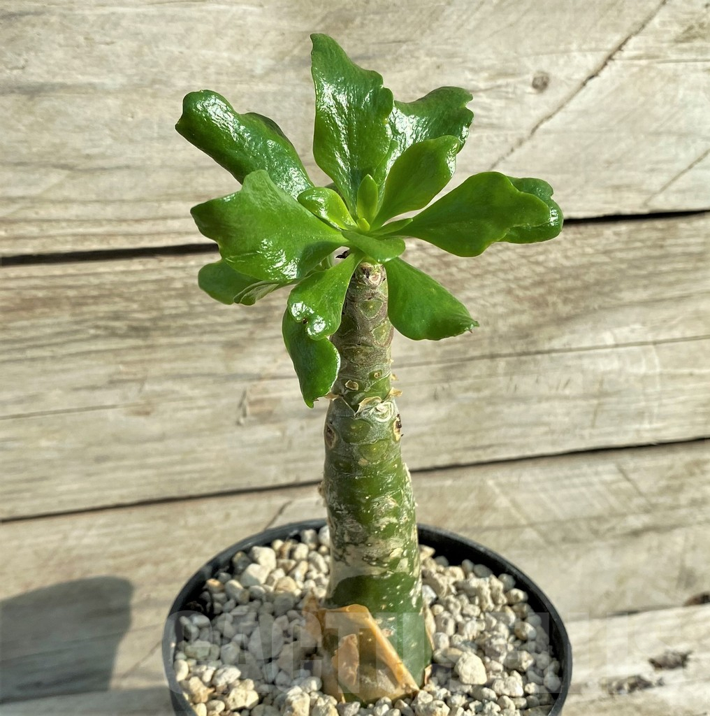 SHPR33089 Tylecodon paniculatus - Image 2