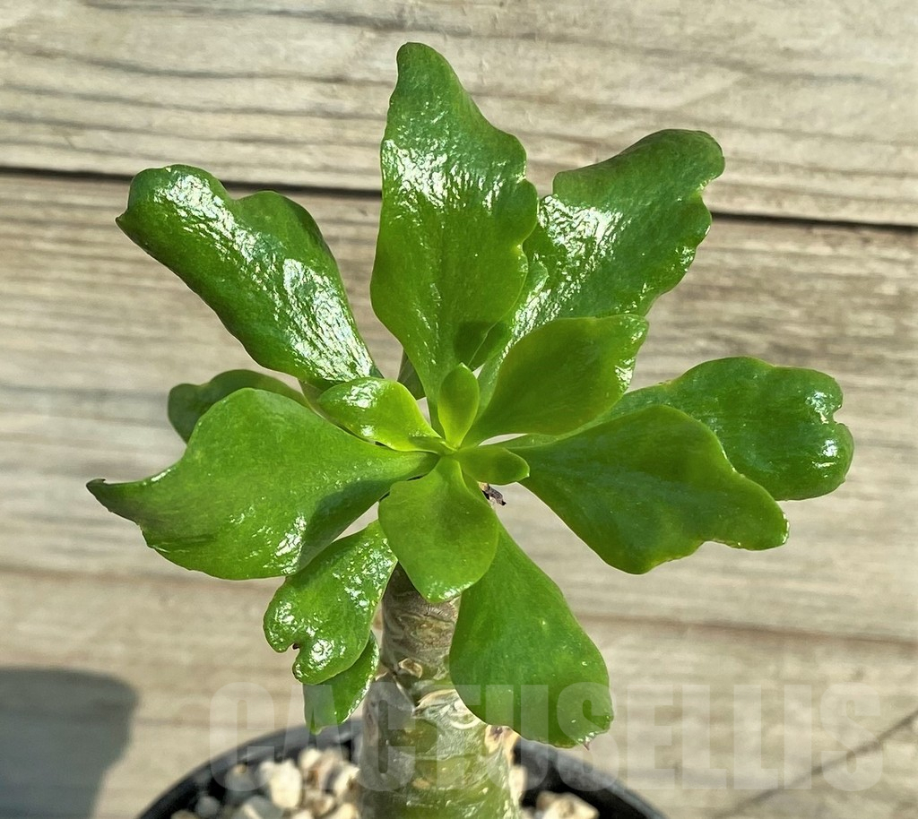 SHPR33089 Tylecodon paniculatus