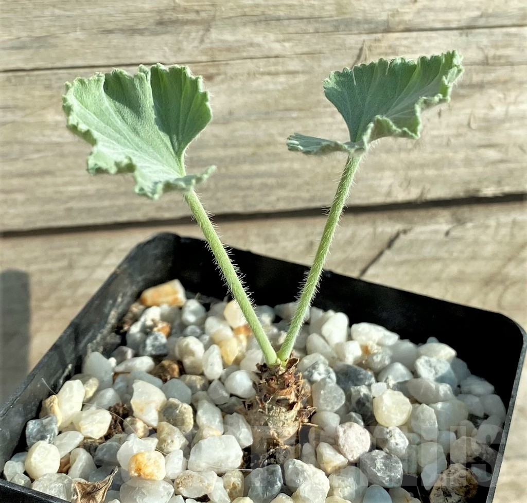 SHPR33090 Pelargonium crassicaule