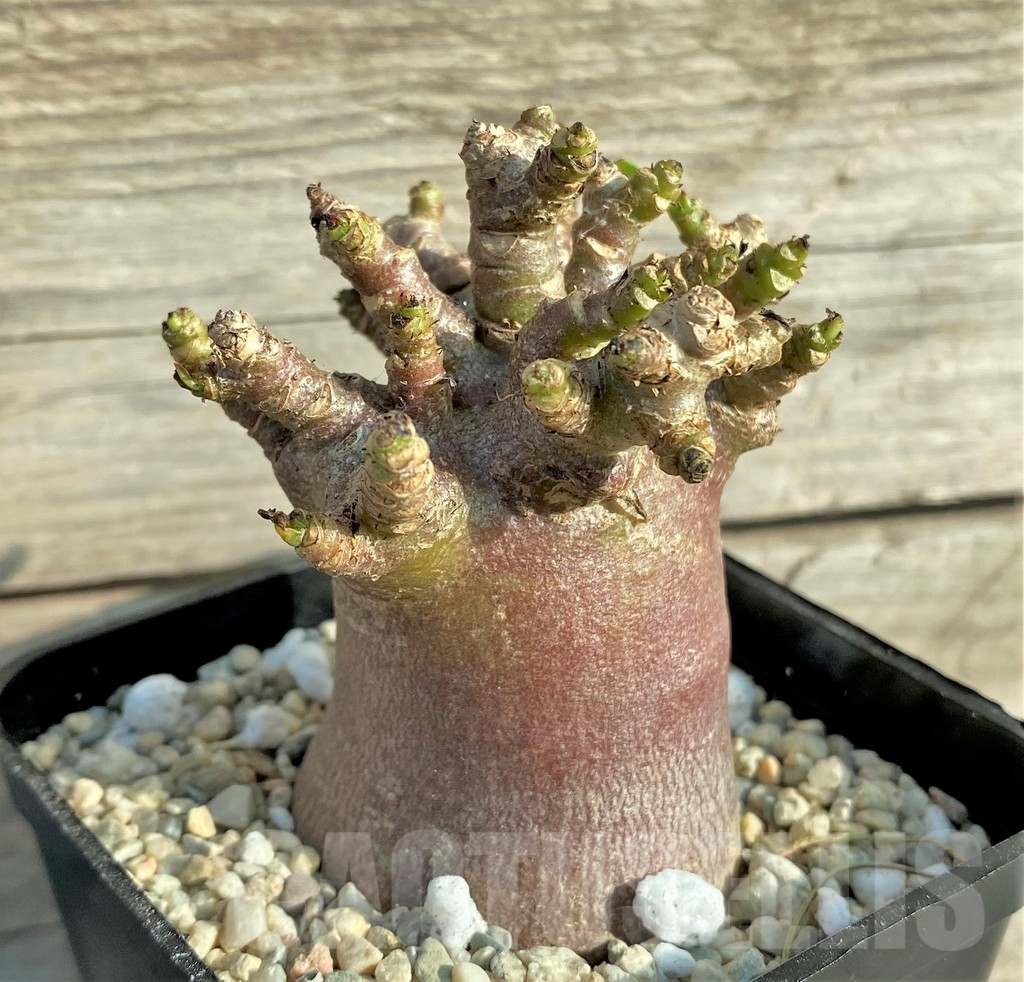 SHPR33091 Adenium arabicum ‘Black form’