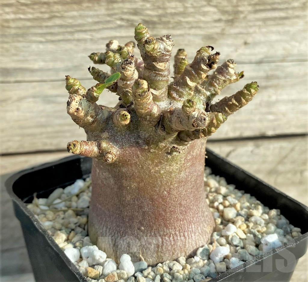 SHPR33091 Adenium arabicum ‘Black form’ - Image 2