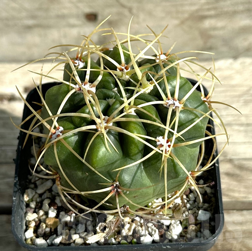 SHPR31638 Gymnocalycium monvillei, old 10 years